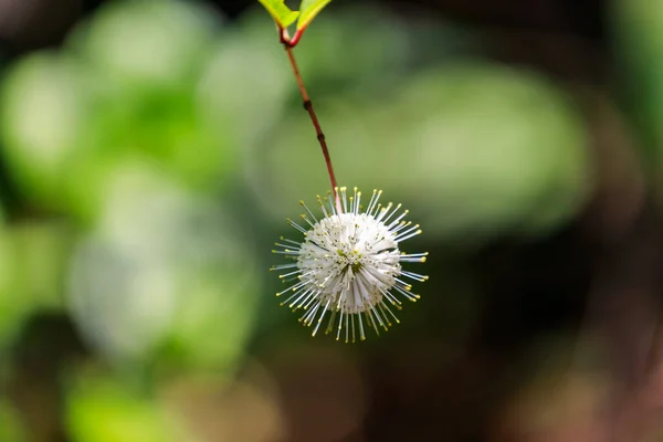 美しい植物画 自然壁紙 — ストック写真