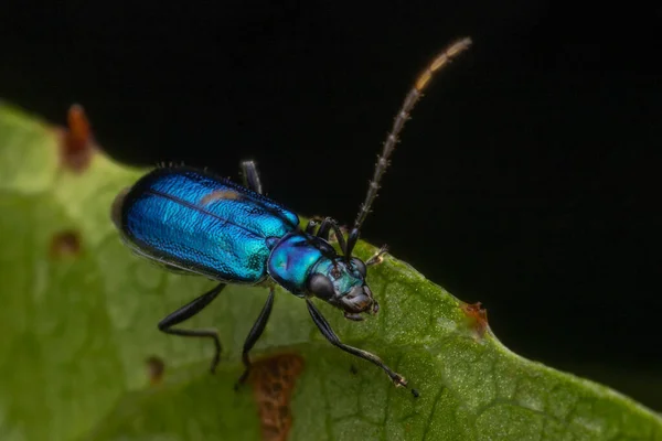 Macro View Van Een Vliegend Insect — Stockfoto