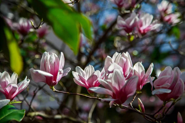 Όμορφα Ροζ Λουλούδια Μανόλια Στον Κήπο — Φωτογραφία Αρχείου