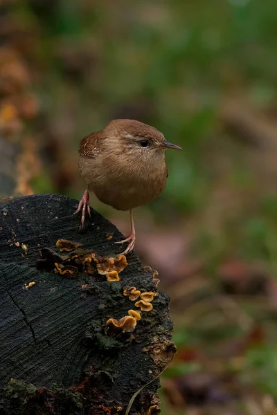 Ein Vogel Auf Einem Ast Eines Baumes — Stockfoto