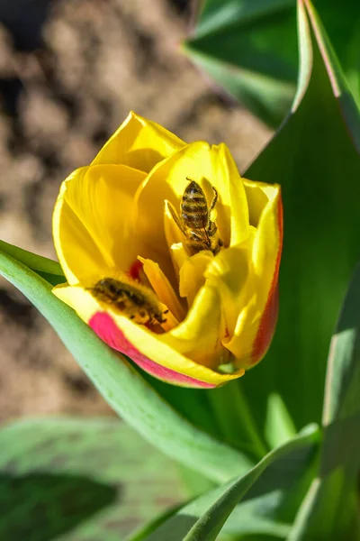 Krásná Žlutá Tulipán Květina Zahradě — Stock fotografie