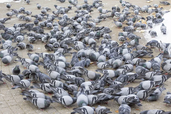 Zwerm Meeuwen Het Strand — Stockfoto