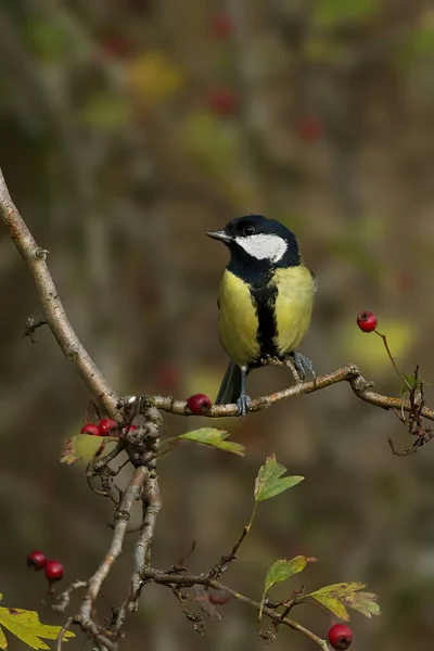 Vogel Auf Einem Ast Eines Baumes — Stockfoto