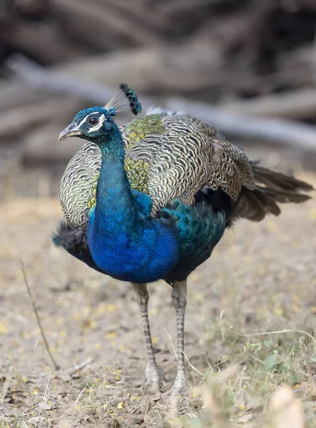 Vacker Påfågel Med Fjädrar — Stockfoto