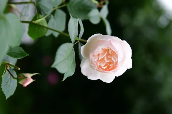 Rose Flower Close Soft Focus — Stock Photo, Image