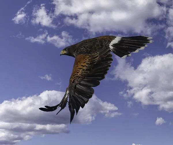 Águia Voando Céu — Fotografia de Stock