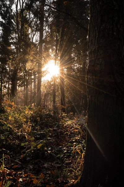 Hermoso Bosque Otoño Con Árboles Hojas — Foto de Stock