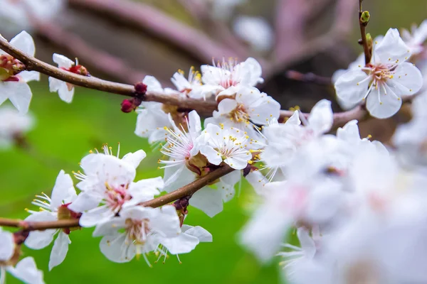 Belas Flores Brancas Uma Árvore — Fotografia de Stock