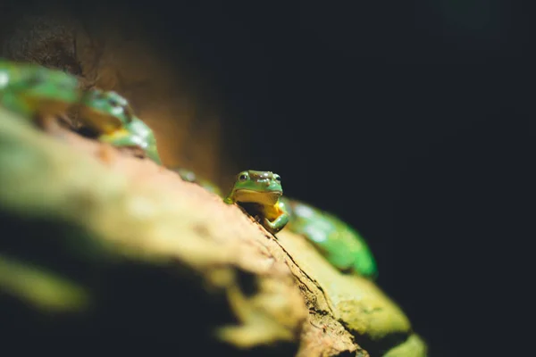 나뭇가지에 개구리 — 스톡 사진