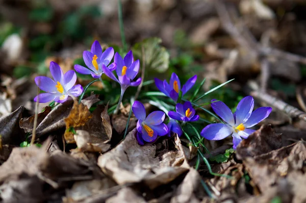 Belles Fleurs Poussant Dans Jardin — Photo