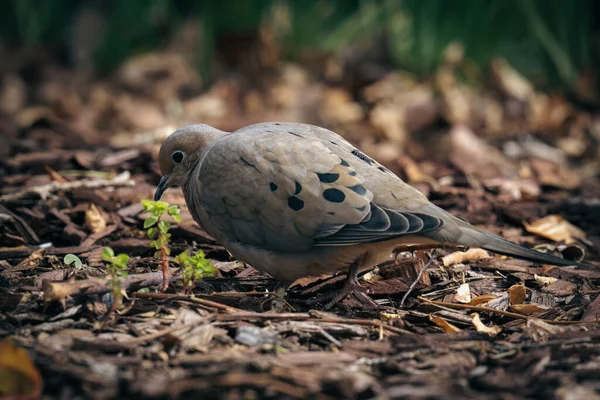 Eine Nahaufnahme Eines Schönen Vogels — Stockfoto