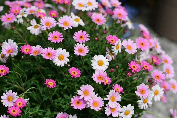 Bellissimi Fiori Giardino — Foto Stock