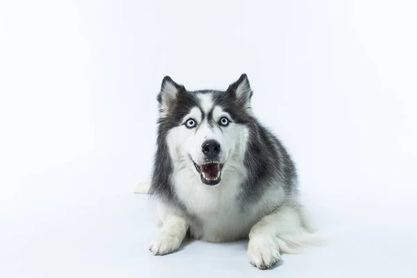 Ritratto Simpatico Cane Sfondo Bianco — Foto Stock