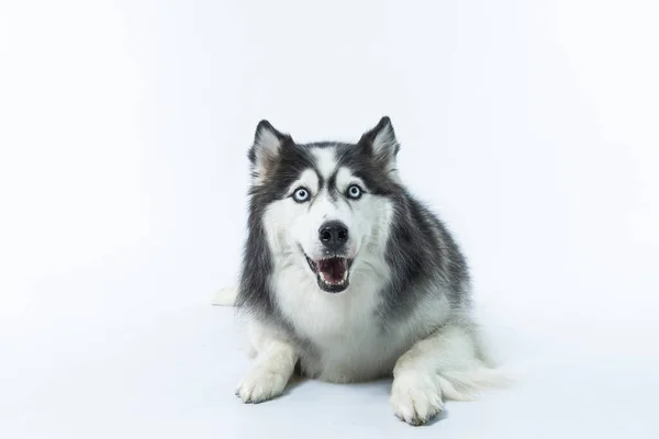 Retrato Lindo Perro Sobre Fondo Blanco — Foto de Stock