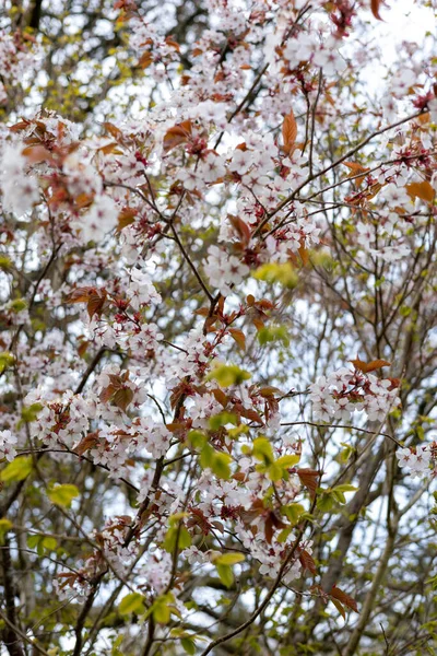 Gyönyörű Tavaszi Virágok Kertben — Stock Fotó