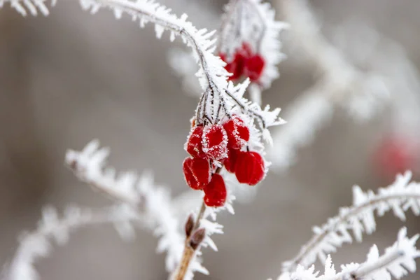 Rote Beeren Auf Einem Ast Eines Baumes Schnee — Stockfoto