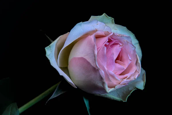 Bella Rosa Rosa Sfondo Nero — Foto Stock