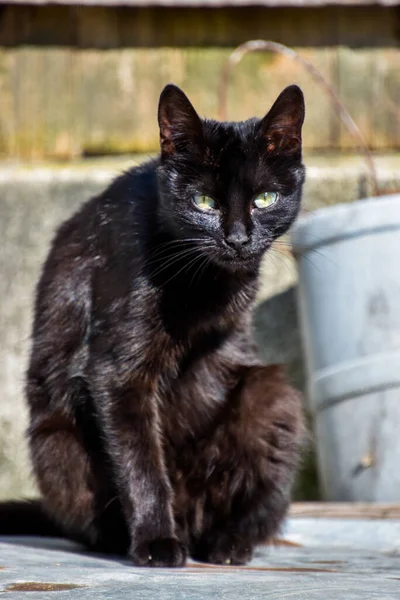 黒い猫が通りに座っていて — ストック写真
