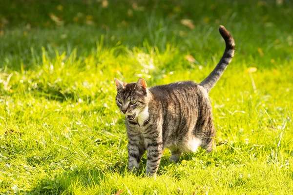 Katze Auf Dem Gras — Stockfoto