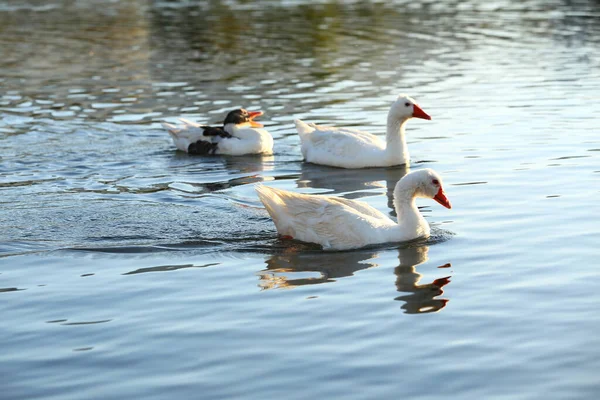 白い白鳥が水中で泳いでいる — ストック写真