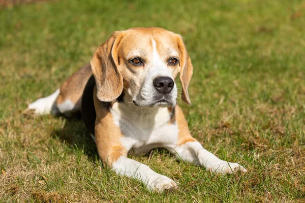 Beagle Köpek Çim Üzerinde Yalan — Stok fotoğraf