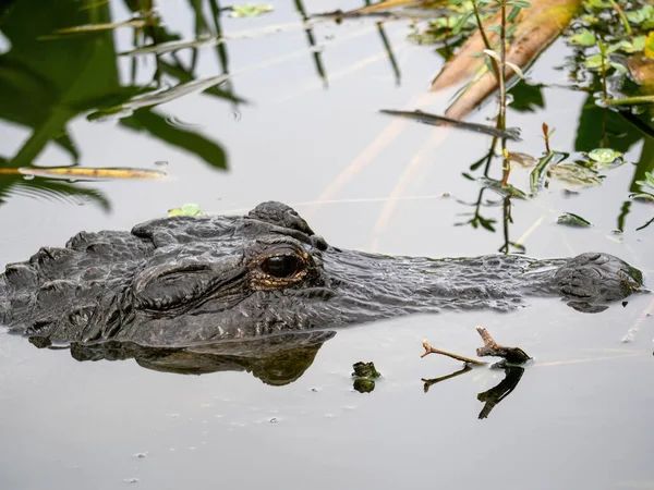 Krokodil Wasser — Stockfoto