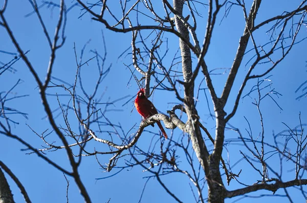 Red Headed Bird Branch Tree — Stock Photo, Image