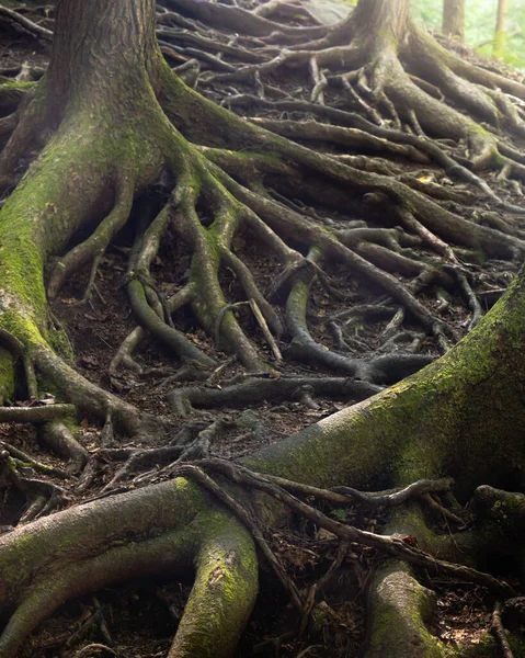 Old Tree Roots Forest Stock Photo