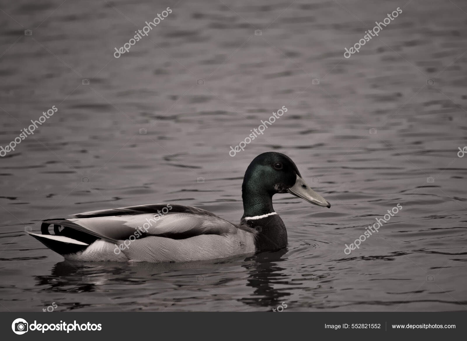 Black Duck Lake Stock Photo by ©Wirestock 552821552