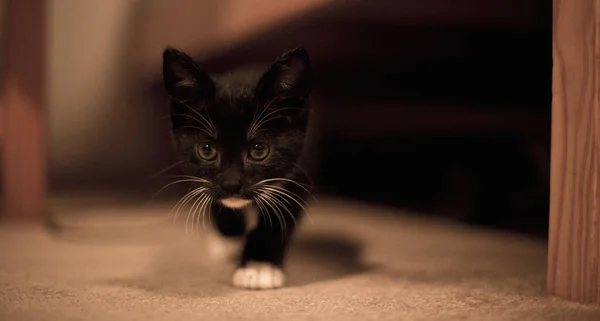 Gato Blanco Negro Sentado Suelo —  Fotos de Stock