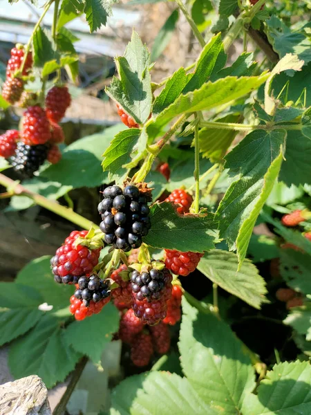 Ripe Red Berries Bush Black Currant — Stock Photo, Image