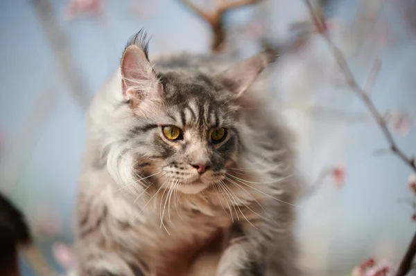 Lindo Gato Con Grande Ojos — Foto de Stock