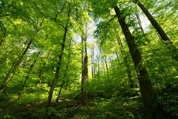 Hermoso Bosque Por Mañana —  Fotos de Stock