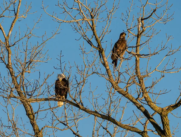 Een Vogel Het Nest Van Een Boom — Stockfoto