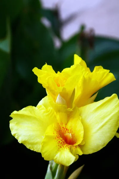 Tiro Botânico Flores Bonitas — Fotografia de Stock