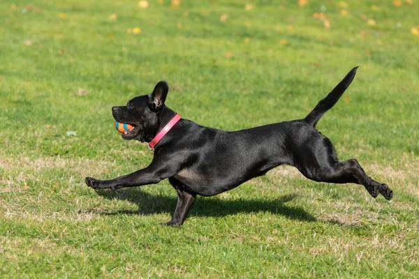 Чорно Білий Собака Парку — стокове фото