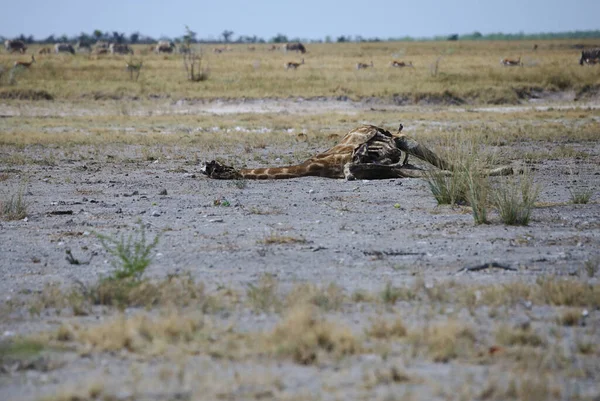 Savanada Ölü Zürafa — Stok fotoğraf
