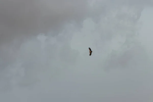 Een Zwerm Vogels Die Door Lucht Vliegen — Stockfoto