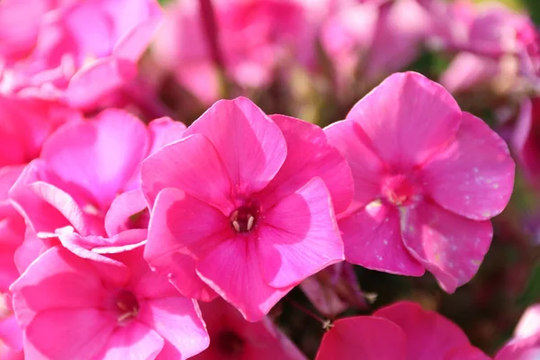Tiro Botânico Flores Bonitas — Fotografia de Stock