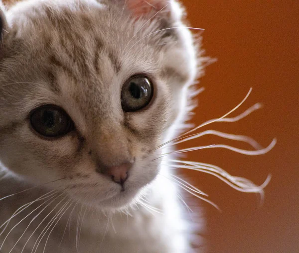 Gato Com Olhos Azuis — Fotografia de Stock