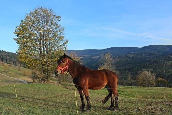 Hermoso Caballo Las Montañas —  Fotos de Stock