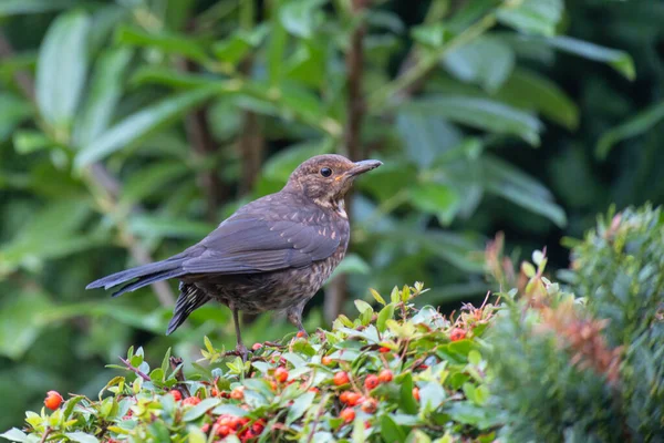 Pájaro Está Sentado Una Rama Árbol —  Fotos de Stock