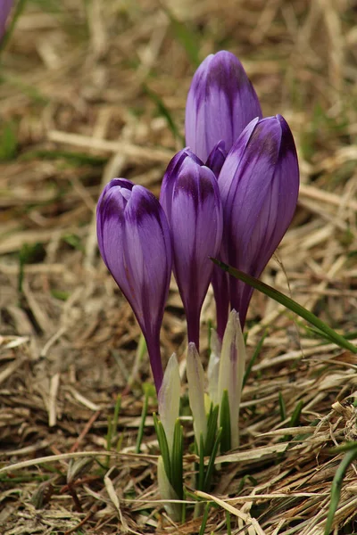 Krokusblüten Frühling — Stockfoto