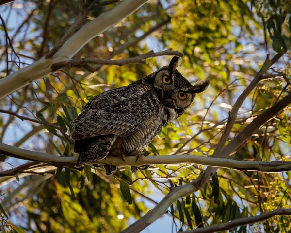 Gufo Nella Foresta — Foto Stock