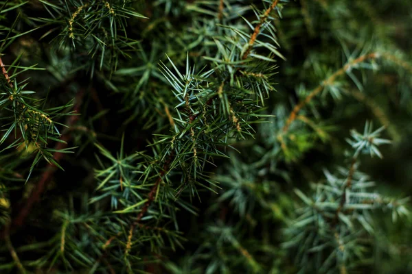 森の緑のトウヒの枝 — ストック写真