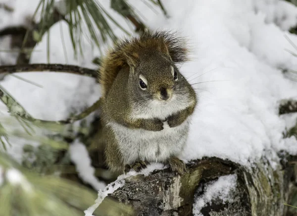 Cute Squirrel Snow — Stock Photo, Image