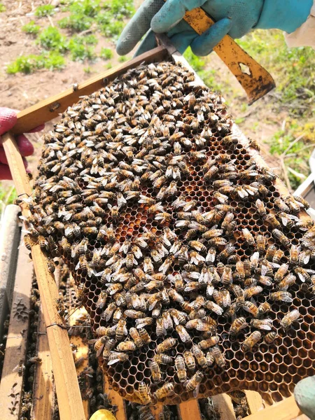 Primer Plano Abejas Panal —  Fotos de Stock