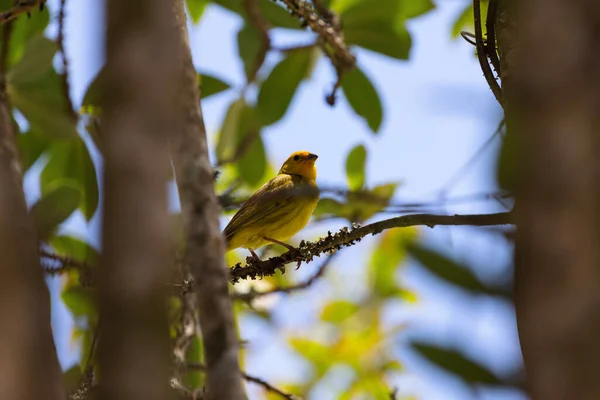 Bel Colpo Uccello Habitat Naturale — Foto Stock