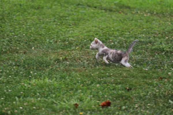 Niedliche Katze Auf Dem Gras — Stockfoto