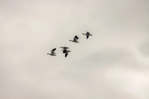Latające Ptaki Niebie — Zdjęcie stockowe